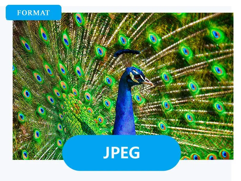 JPG를 출력으로 선택.